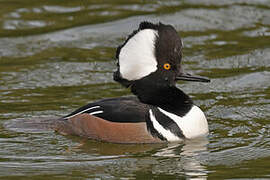 Hooded Merganser