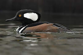 Hooded Merganser