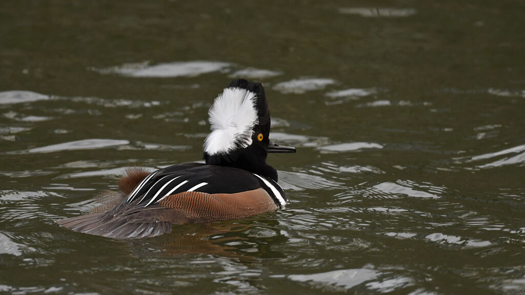 Hooded Merganser male adult, identification