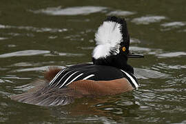 Hooded Merganser