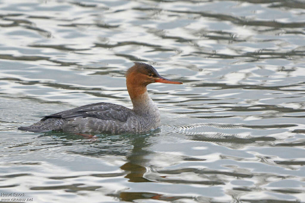 Harle huppé femelle adulte, identification