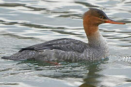 Red-breasted Merganser