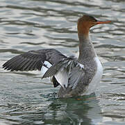 Red-breasted Merganser