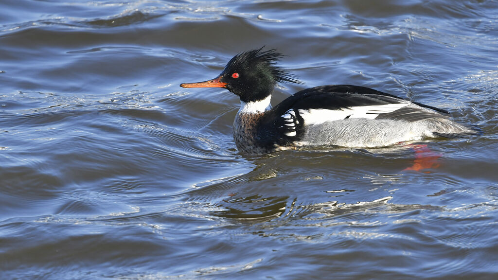 Harle huppé mâle adulte, identification