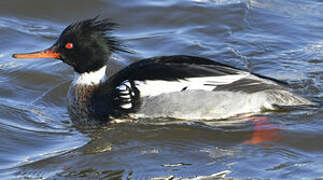 Red-breasted Merganser