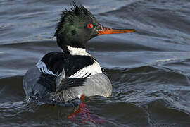 Red-breasted Merganser