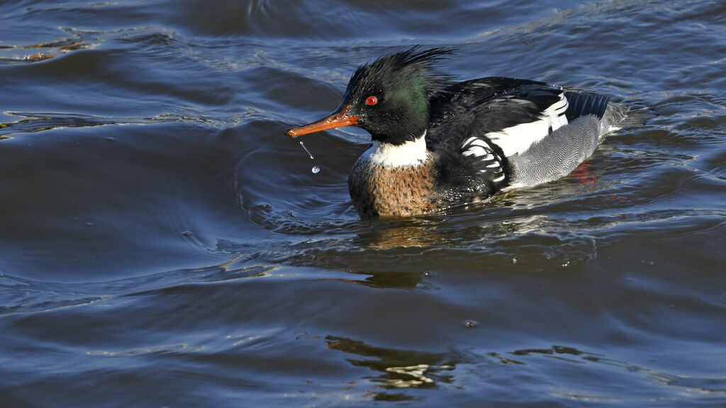 Harle huppé mâle adulte, identification