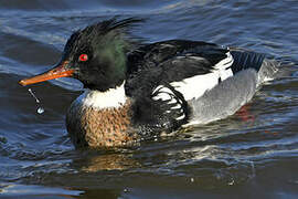 Red-breasted Merganser