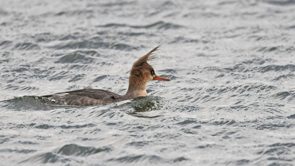 Red-breasted Merganser male Second year, identification