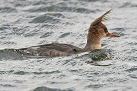 Red-breasted Merganser