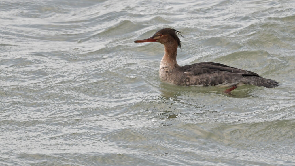 Red-breasted Merganser female adult, identification, swimming