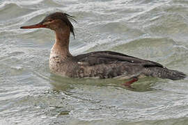 Red-breasted Merganser