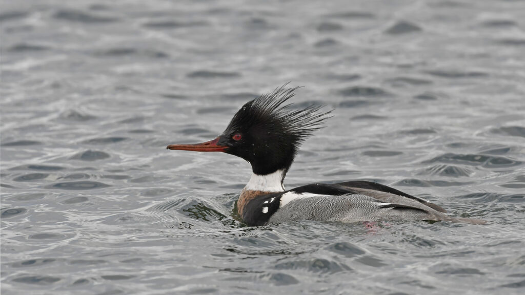 Red-breasted Merganser male adult, identification