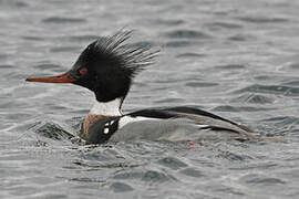 Red-breasted Merganser