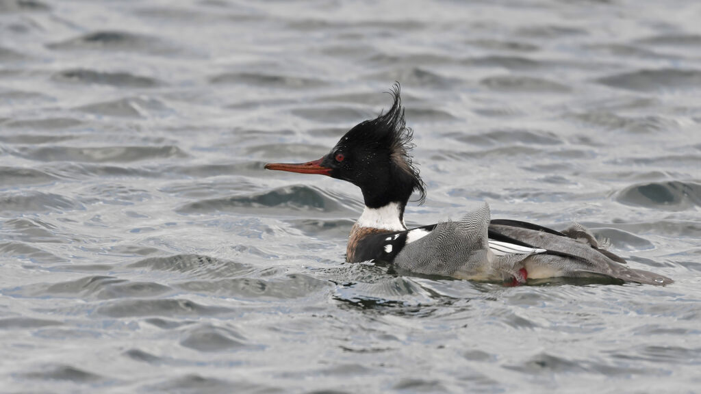 Red-breasted Merganser male adult breeding, identification