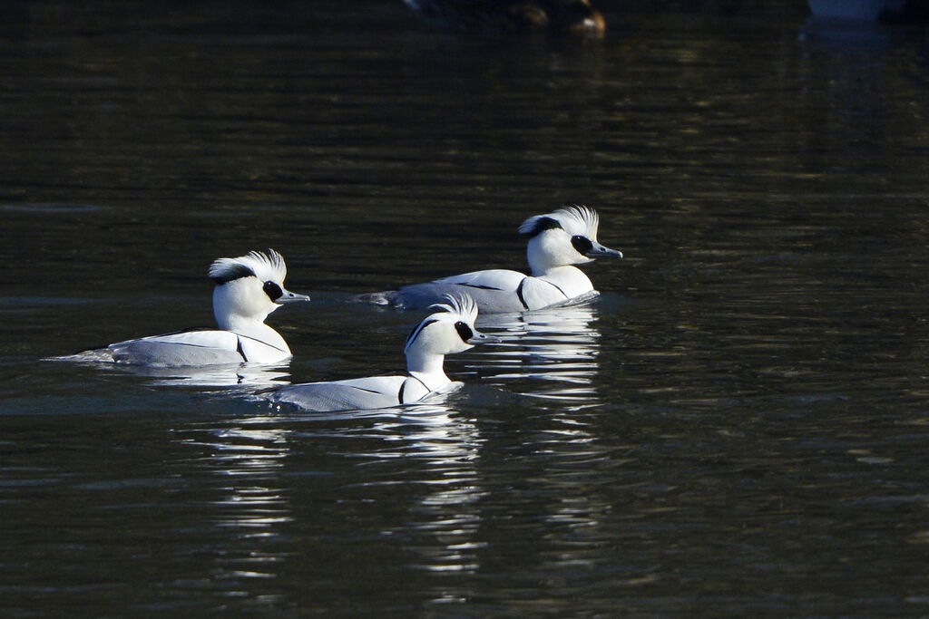 Smew male adult breeding