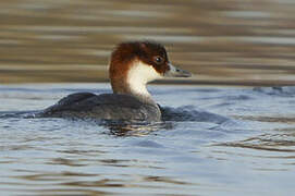 Smew