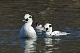 Smew