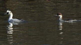 Smew