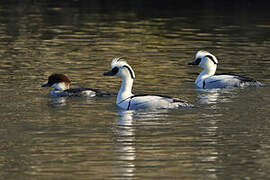 Smew