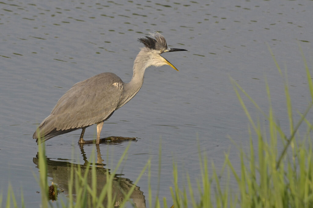 Grey Heron