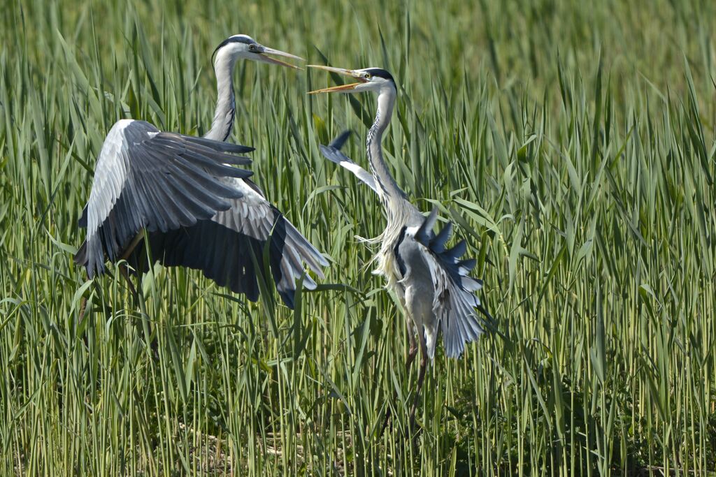 Grey Heron, Behaviour