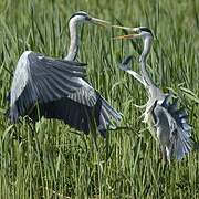 Grey Heron