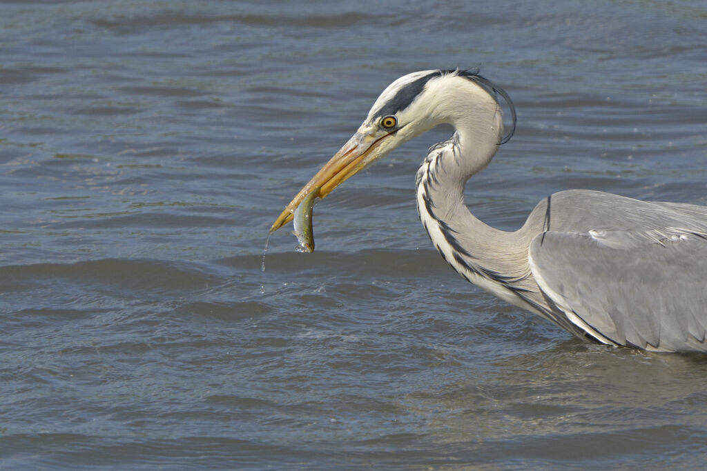 Grey Heron, feeding habits