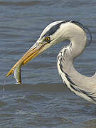 Grey Heron