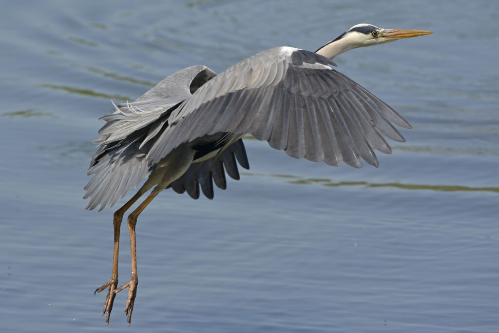 Grey Heron