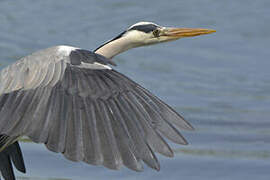 Grey Heron