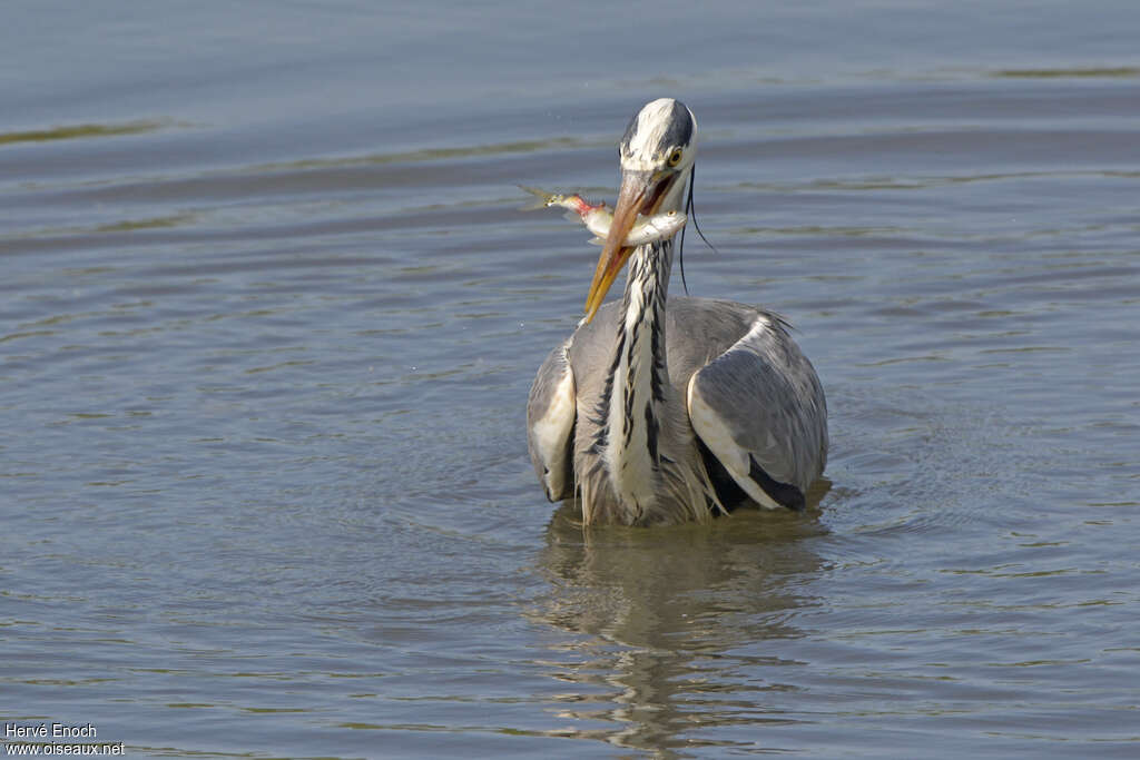 Héron cendréadulte, régime, pêche/chasse