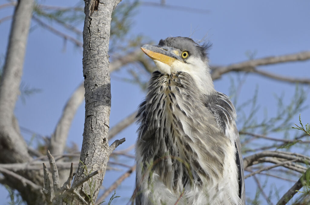 Grey Heron