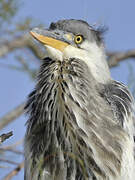 Grey Heron