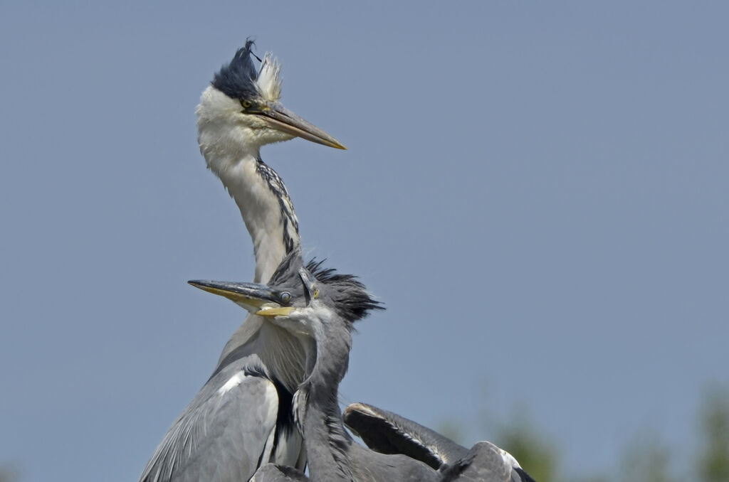 Grey Heron