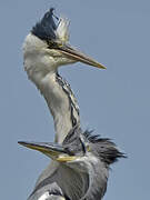 Grey Heron