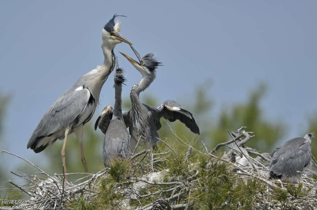 Grey Heron, Reproduction-nesting