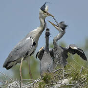 Grey Heron