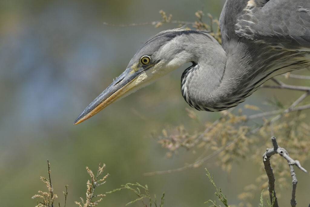 Grey Heron