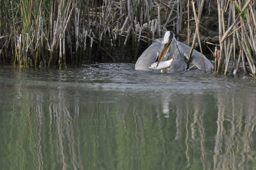 Grey Heron, Behaviour