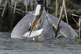 Grey Heron