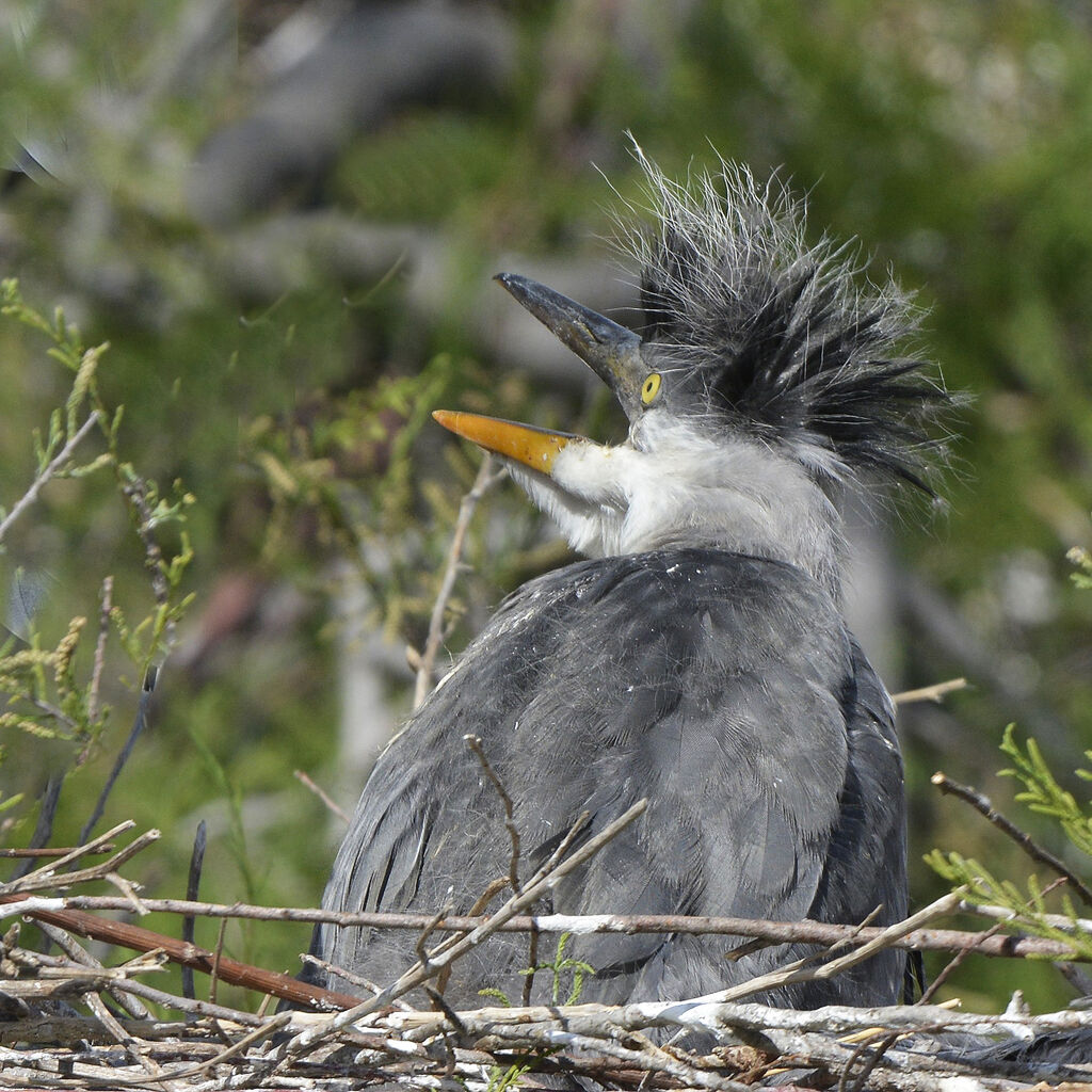 Grey Heronjuvenile