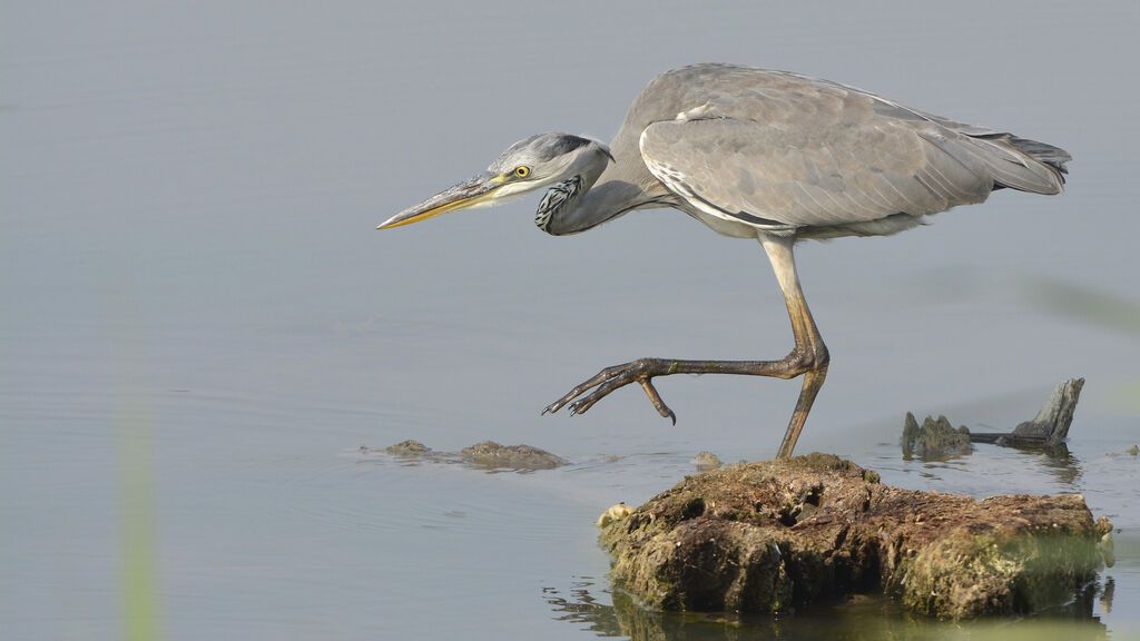 Grey Heron