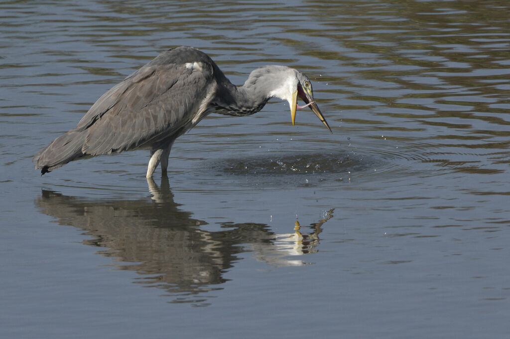 Grey Heronimmature