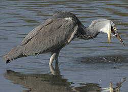 Grey Heron