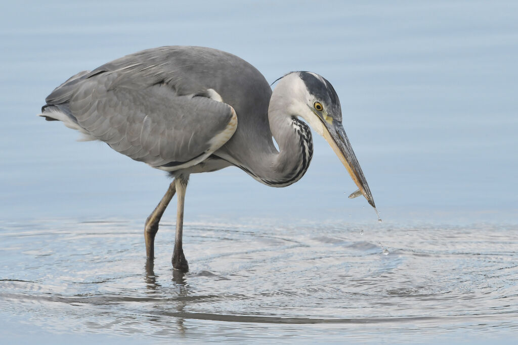 Grey Heronadult, fishing/hunting