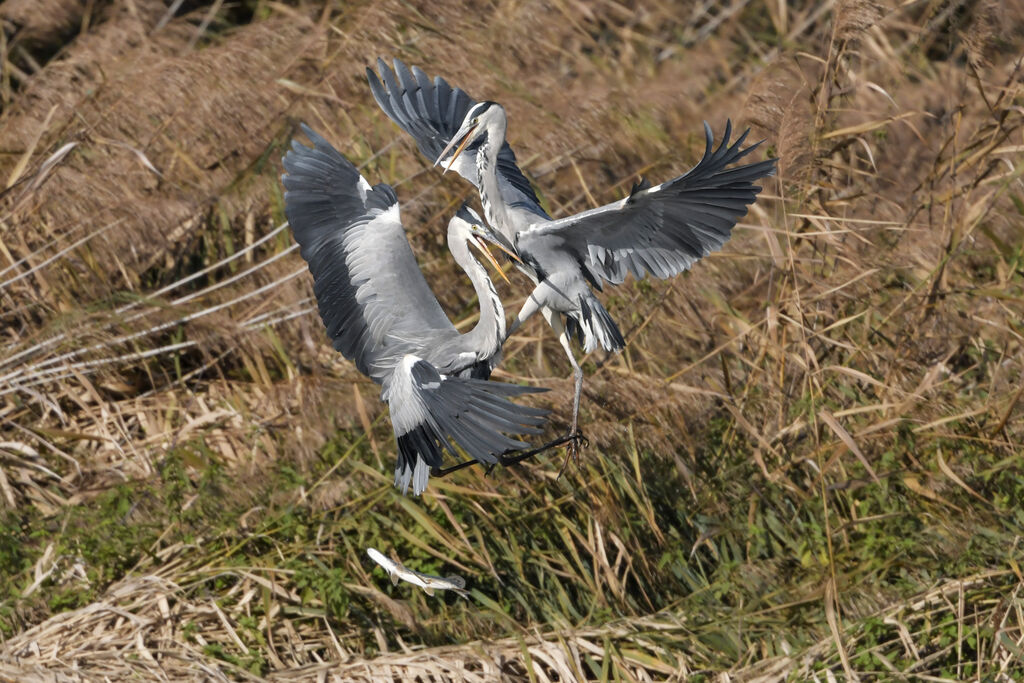 Grey Heronadult, feeding habits, Behaviour