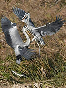 Grey Heron