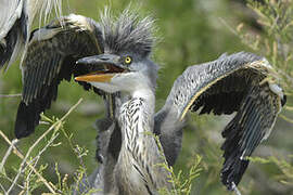 Grey Heron