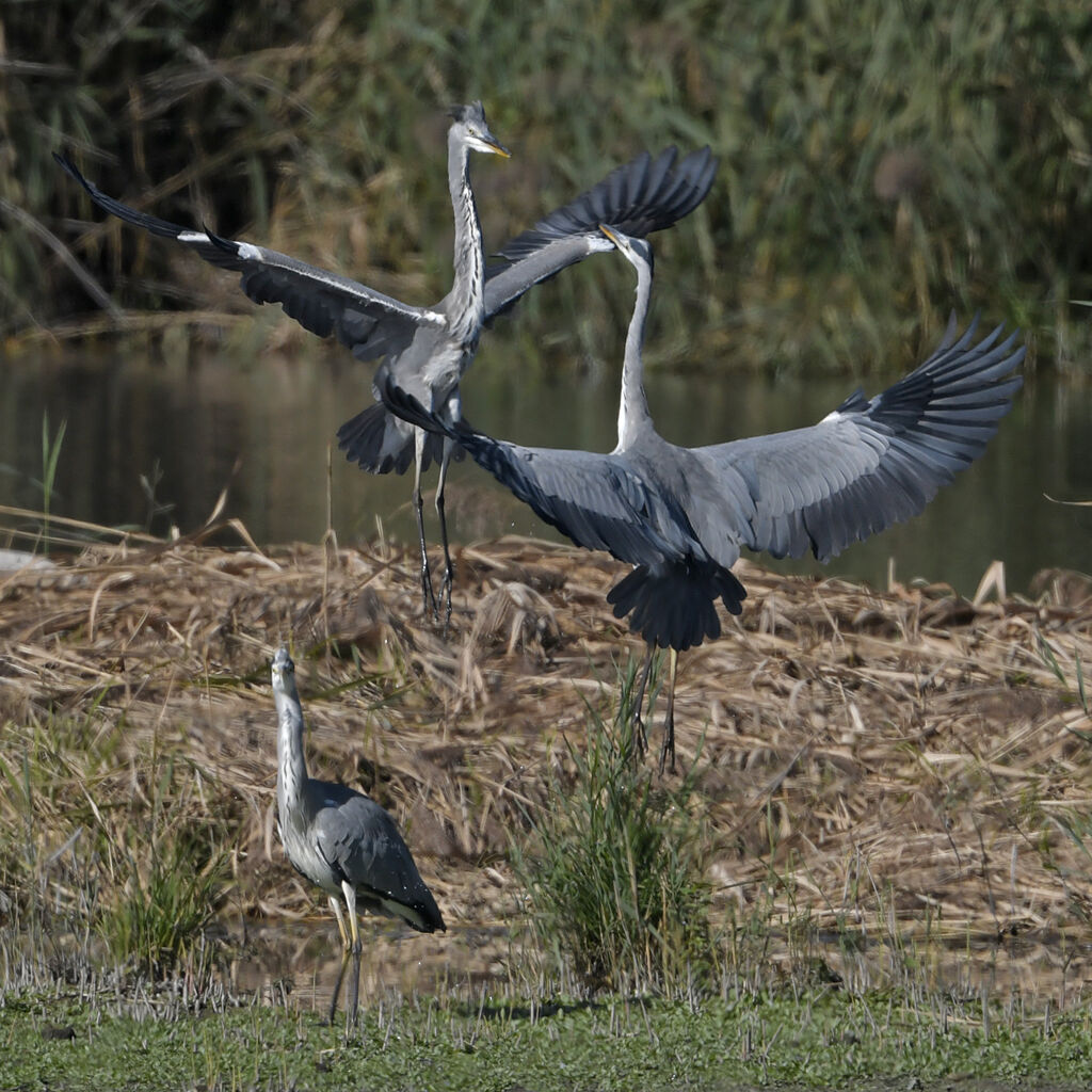 Grey Heron